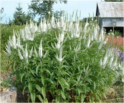  Przetacznik długolistny Schneeriesin
 Veronica longifolia
