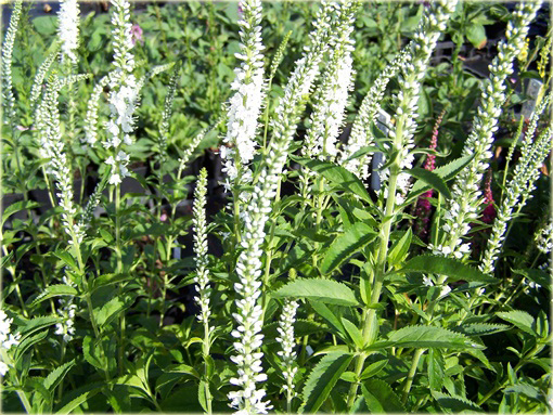  Przetacznik długolistny Schneeriesin
 Veronica longifolia
