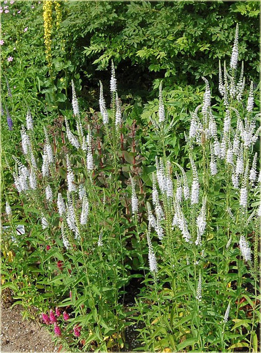  Przetacznik długolistny Schneeriesin
 Veronica longifolia
