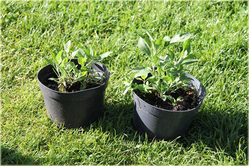  Przetacznik długolistny Schneeriesin
 Veronica longifolia
