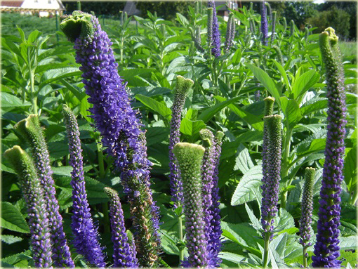 Przetacznik kłosowy Christa
Veronica spicata