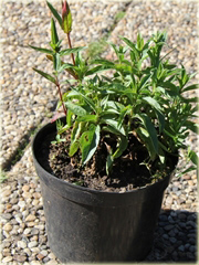 Przetacznik kłosowy Christa
 Veronica spicata
