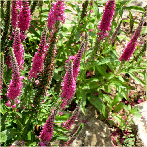 Przetacznik kłosowy Red Fox
 Veronica spicata
