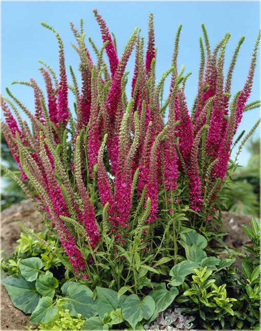 Przetacznik kłosowy Red Fox
 Veronica spicata
