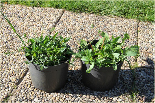 Przetacznik kłosowy Red Fox
 Veronica spicata
