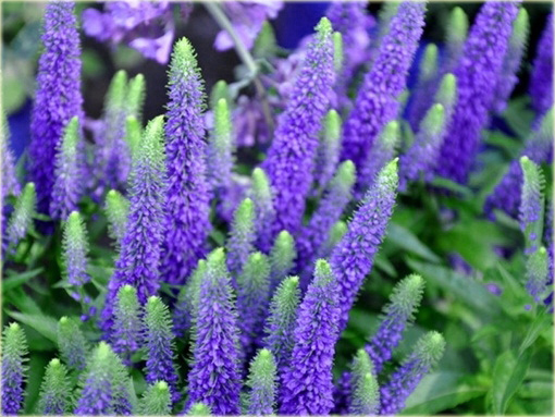 Przetacznik kłosowy Royal Candles
Veronica spicata