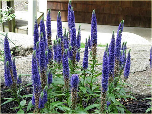 Przetacznik kłosowy Royal Candles
Veronica spicata
