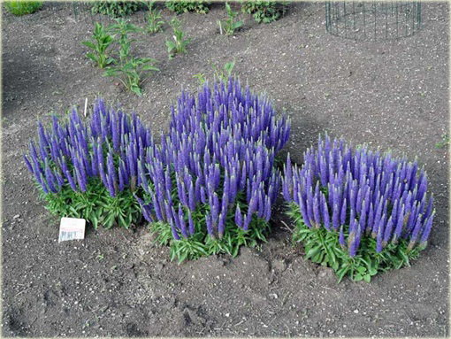 Przetacznik kłosowy Royal Candles
Veronica spicata