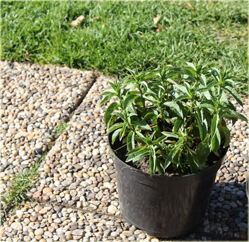 Przetacznik kłosowy Royal Candles
Veronica spicata