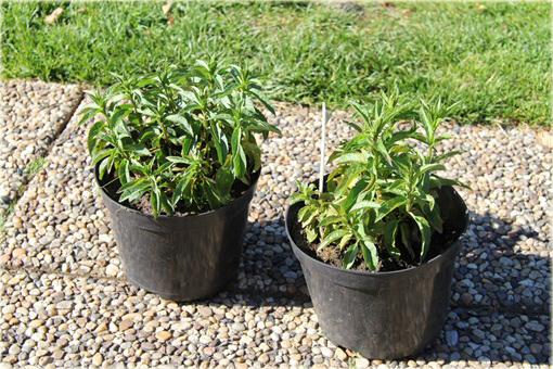 Przetacznik kłosowy Royal Candles
Veronica spicata