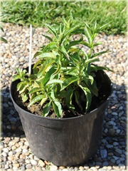 Przetacznik kłosowy Royal Candles
 Veronica spicata
