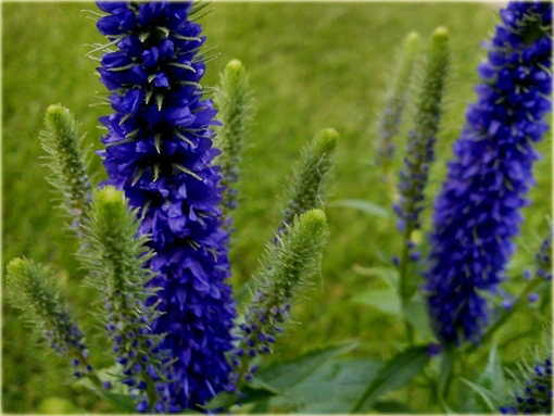 Przetacznik kłosowy Ulster Dwarf Blue
Veronica spicata
