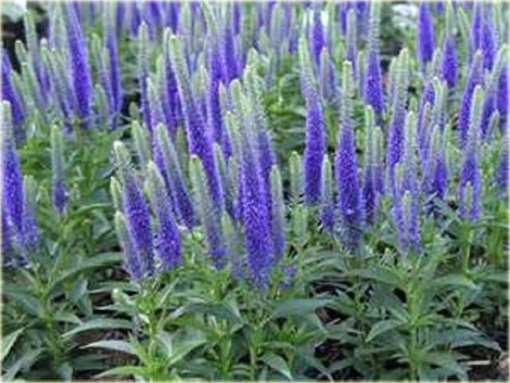 Przetacznik kłosowy Ulster Dwarf Blue
Veronica spicata