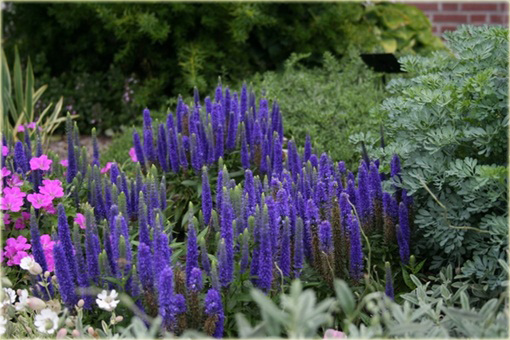Przetacznik kłosowy Ulster Dwarf Blue
Veronica spicata