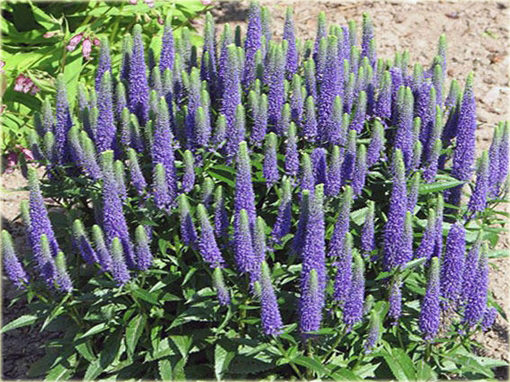 Przetacznik kłosowy Veronica spicata