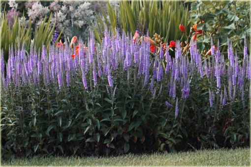 Przetacznik kłosowy Veronica spicata