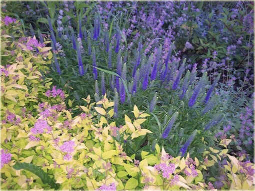 Przetacznik kłosowy Veronica spicata