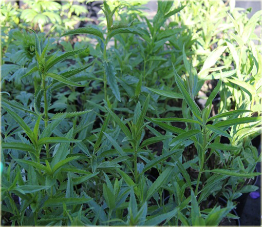 Przetacznik kłosowy Veronica spicata