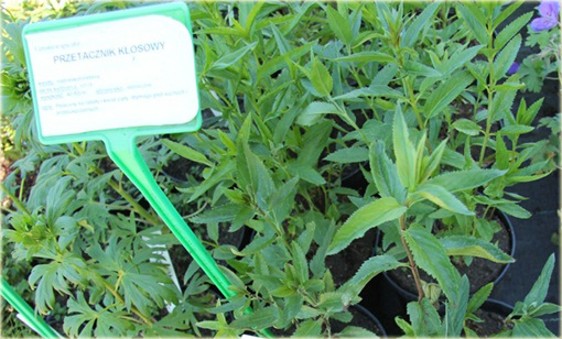 Przetacznik kłosowy Veronica spicata