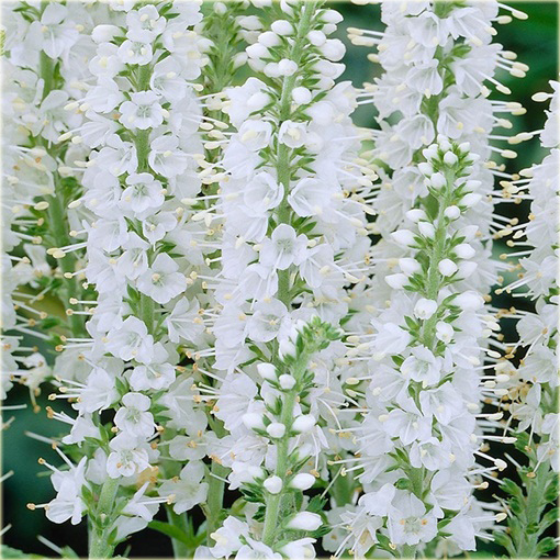 Przetacznik kłosowy Alba Veronica spicata Alba