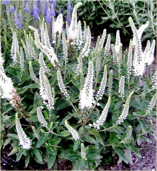 Przetacznik kłosowy Alba Veronica spicata Alba