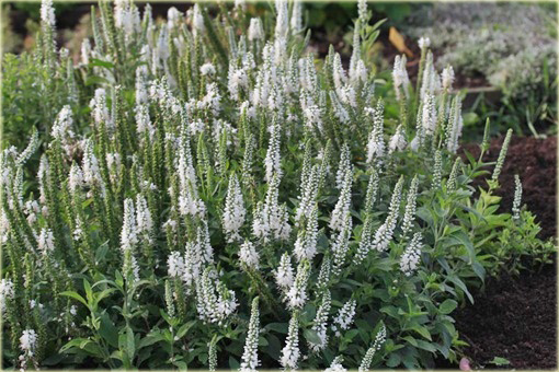Przetacznik kłosowy Alba Veronica spicata Alba