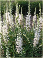Przetacznik kłosowy Alba Veronica spicata Alba