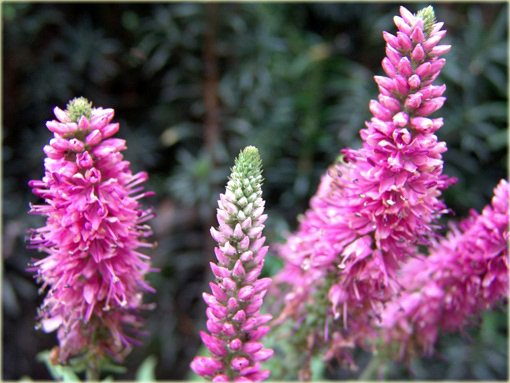 Przetacznik kłosowy Rosa Zwerg
 Veronica spicata
