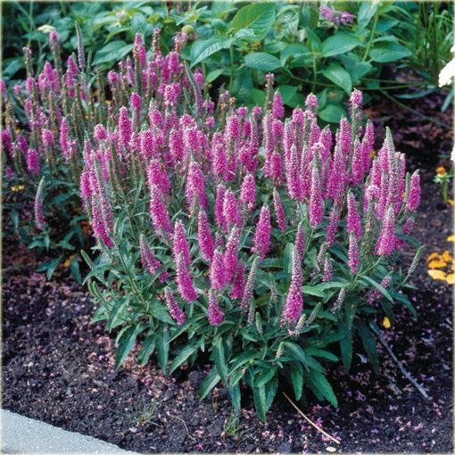 Przetacznik kłosowy Rosa Zwerg
 Veronica spicata
