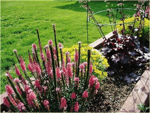 Przetacznik kłosowy Rosa Zwerg
 Veronica spicata
