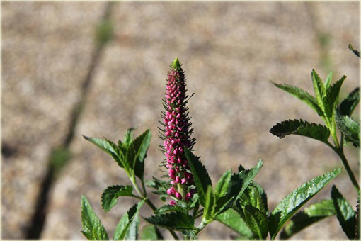 Przetacznik kłosowy Rosa Zwerg
 Veronica spicata
