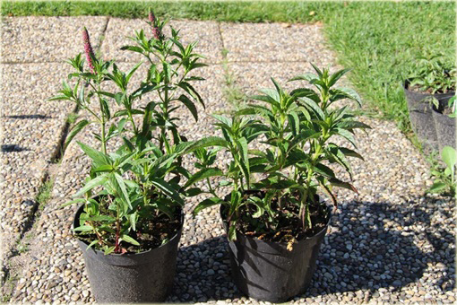 Przetacznik kłosowy Rosa Zwerg
 Veronica spicata
