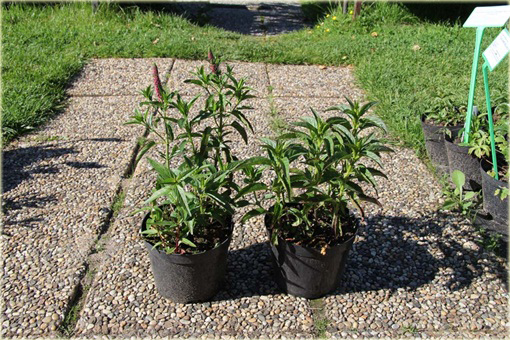 Przetacznik kłosowy Rosa Zwerg
 Veronica spicata
