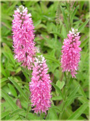 Przetacznik kłosowy Rosa Zwerg
 Veronica spicata
