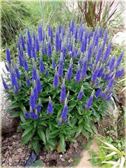 Przetacznik kłosowy Veronica spicata