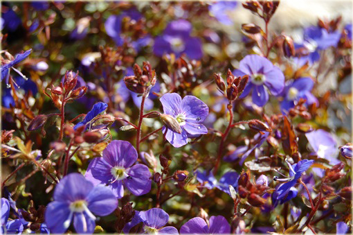 Przetacznik szypułkowy Georgia Blue
Veronica peduncularis