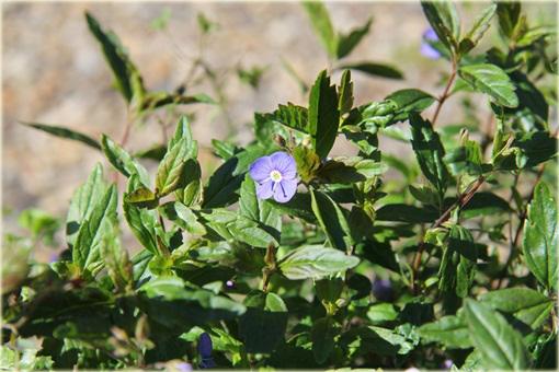 Przetacznik szypułkowy Georgia Blue
Veronica peduncularis