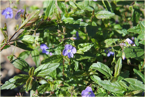 Przetacznik szypułkowy Georgia Blue
Veronica peduncularis