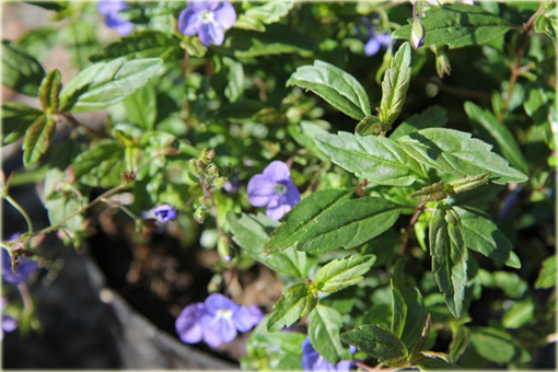Przetacznik szypułkowy Georgia Blue
Veronica peduncularis