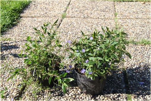 Przetacznik szypułkowy Georgia Blue
Veronica peduncularis