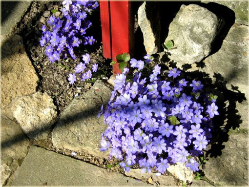 Przylaszczka pospolita Hepatica nobilis
