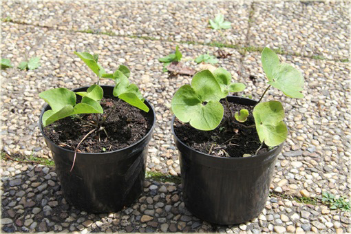 Przylaszczka pospolita Hepatica nobilis
