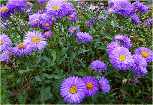 Przymiotno okazałe Erigeron speciosus