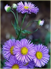 Przymiotno okazałe Erigeron speciosus