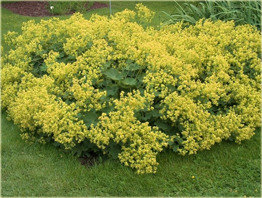 Przywrotnik ostroklapowy Alchemilla mollis