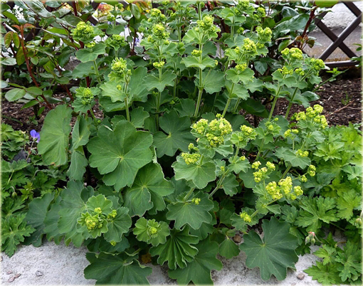 Przywrotnik ostroklapowy Alchemilla mollis