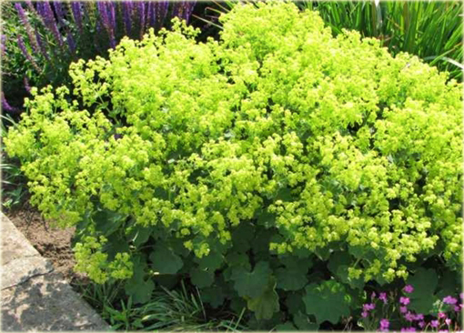 Przywrotnik ostroklapowy Alchemilla mollis