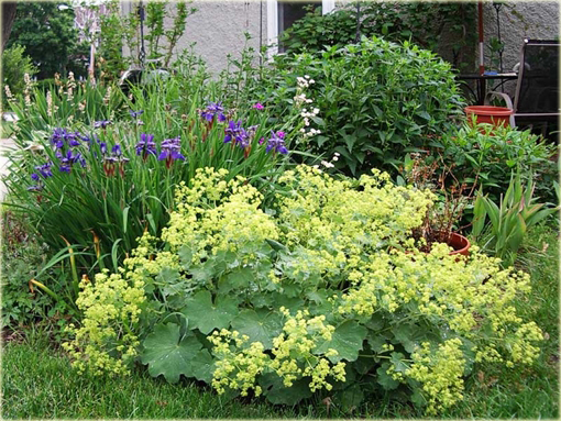 Przywrotnik ostroklapowy Alchemilla mollis