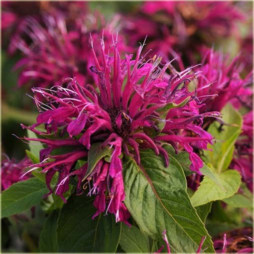 Pysznogłówka Balmy Purple Monarda