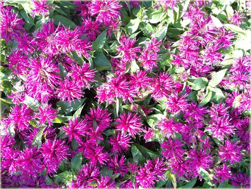 Pysznogłówka Balmy Purple Monarda